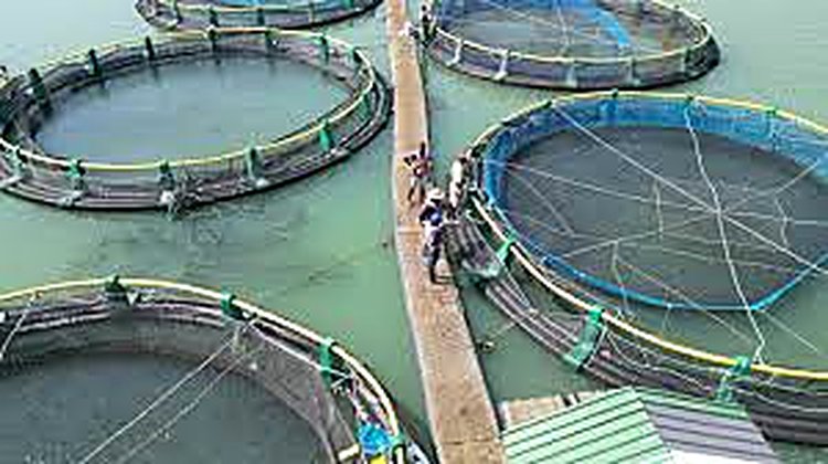 Aquaculture durable sur le Nyong