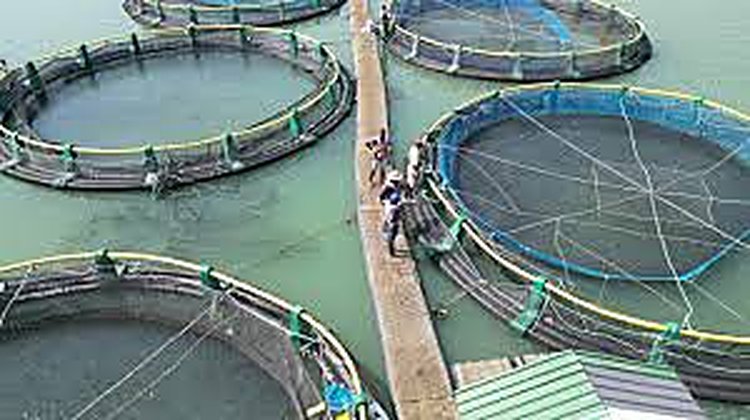 Cages flottantes circulaires sur plan d'eau