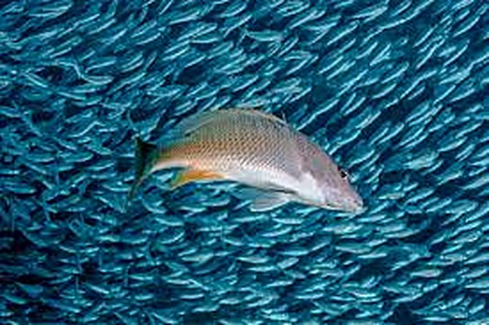 Banc de poissons en cage — densité d'élevage maîtrisée