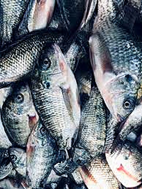 Tilapia frais — calibre commercial 600-800 g